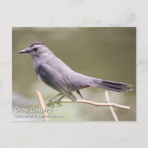 Carte Postale Colibri gris
