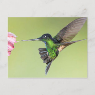 Carte Postale Colibri inca dans la poitrine de vol