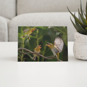 Carte Postale Colibri mère élégamment perché