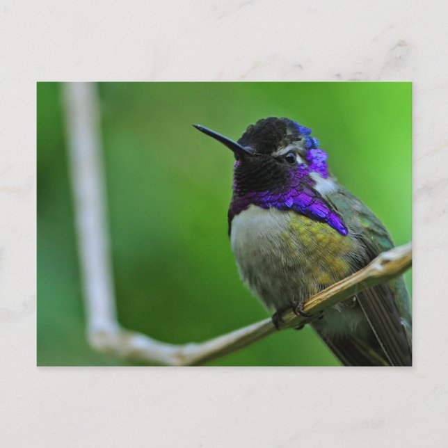 Carte Postale Colibri pourpre (Devant)