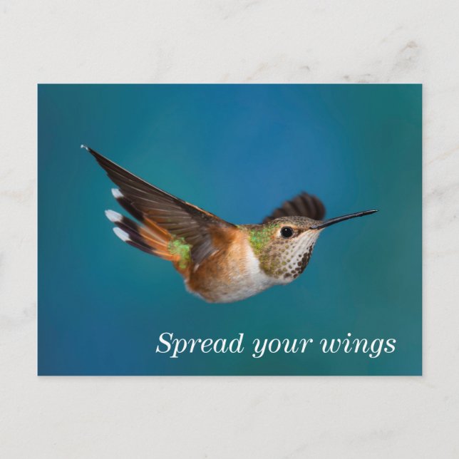 Carte Postale Colibri roux (Devant)