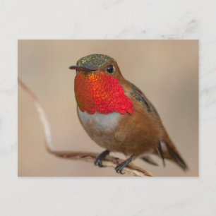 Carte Postale Colibri roux avec flamme orange spectaculaire