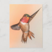 Colibri roux dans une poitrine étonnante
