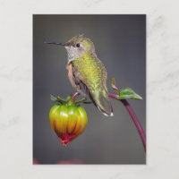 Colibri se repose sur un bouton de fleur