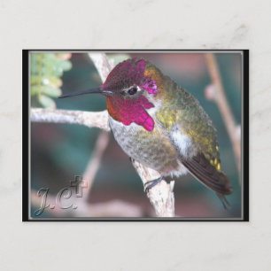 Carte Postale Colibri sur la branche de Jardin.