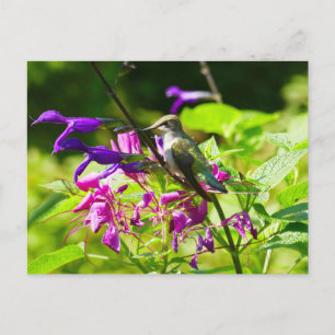 Carte Postale Colibri sur Menthe Colibri Nature Colorée