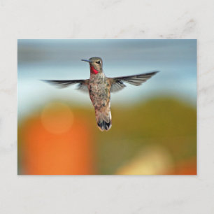 Carte Postale Colibri survolant