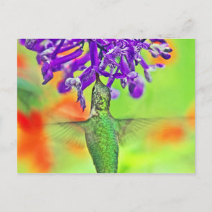Carte Postale Colibri, Tout Droit
