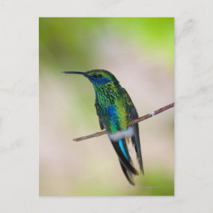 Carte Postale Colibri vert à l'oreille violette