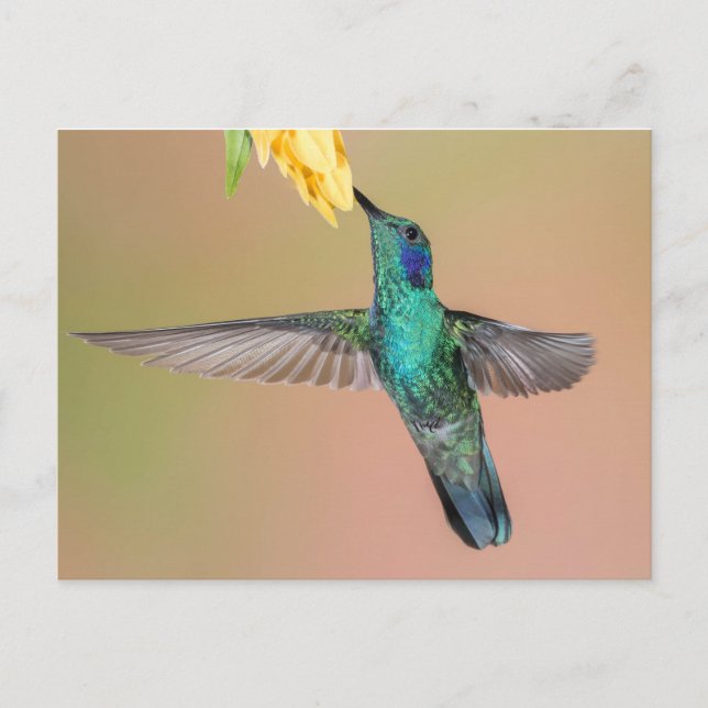 Carte Postale Colibri vert volant vers une fleur jaune (Devant)