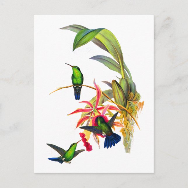 Carte Postale Colibris de John Gould avec les orchidées roses (Devant)