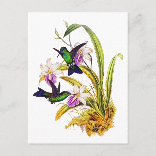 Carte Postale Colibris et orchidées pourpres (Devant)