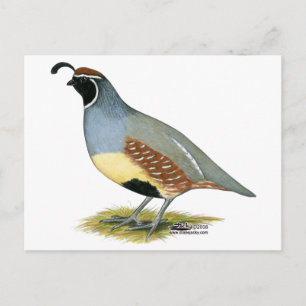 Carte Postale Colin de Gambel