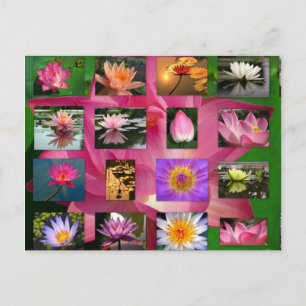 Carte Postale Collage de Belle Lys et Lotus Images