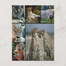 Collage de Big Cat