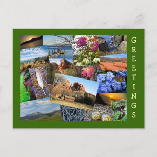 Carte Postale Collage de la nature et de la faune