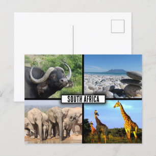 Carte Postale Collage de photos de la faune en Afrique du Sud