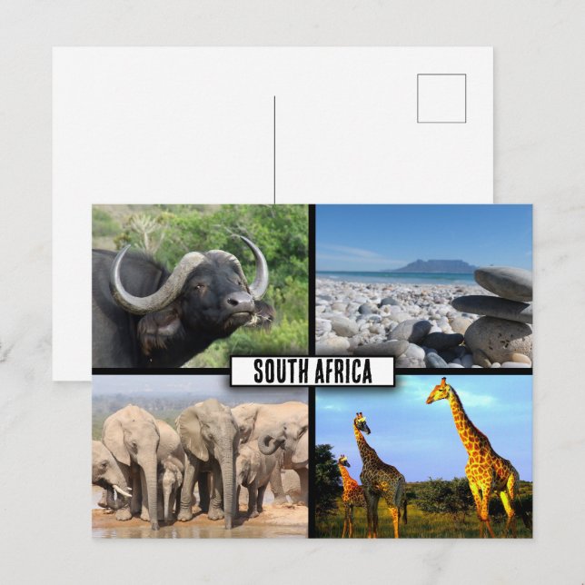 Carte Postale Collage de photos de la faune en Afrique du Sud (Devant / Derrière)