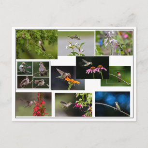 Carte Postale Collage des colibris