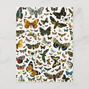 Carte Postale Collage des papillons de nuit et des papillons de 
