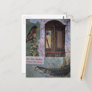 Carte Postale Collage d'oiseaux et de poissons