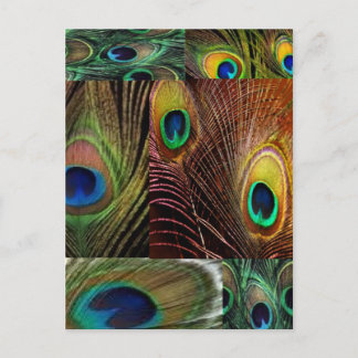 Carte Postale collage en plumes de paon