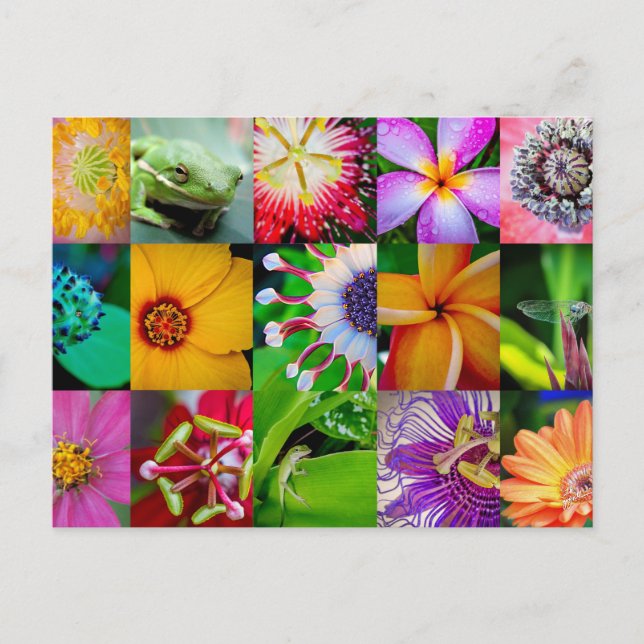 Carte Postale Collage Fleur Jardin Floral Toutes les occasions V (Devant)