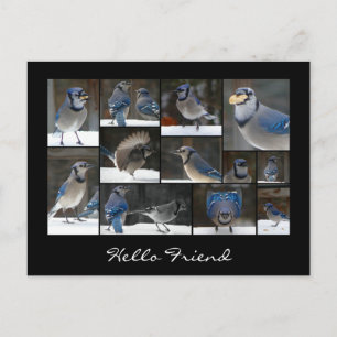 Carte postale Collage Jay bleu