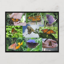 Carte postale Collage papillon