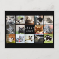 Collage photo de chat