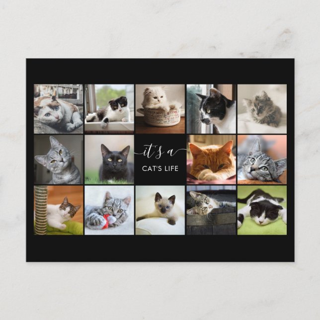 Carte Postale Collage photo de chat (Devant)