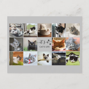 Carte Postale Collage photo de chat avec Empreintes de pattes  