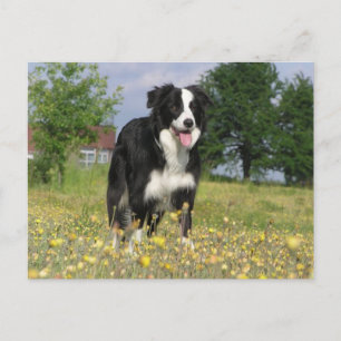 Carte Postale colle frontière pleine 3.png