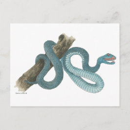 Carte Postale Collection Austrailian  snake Post Card