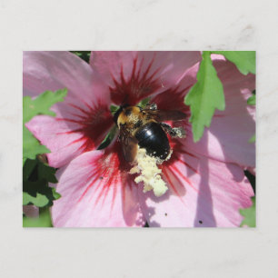 Carte Postale Collection Busy Be Pollen dans un Hibiscus