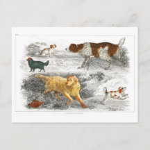 Collection de divers chiens par Oliver Goldsmith 