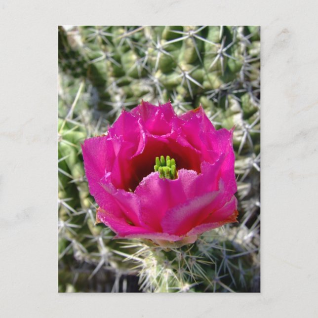 Carte Postale Collection de fleurs de hérisson rose (Devant)