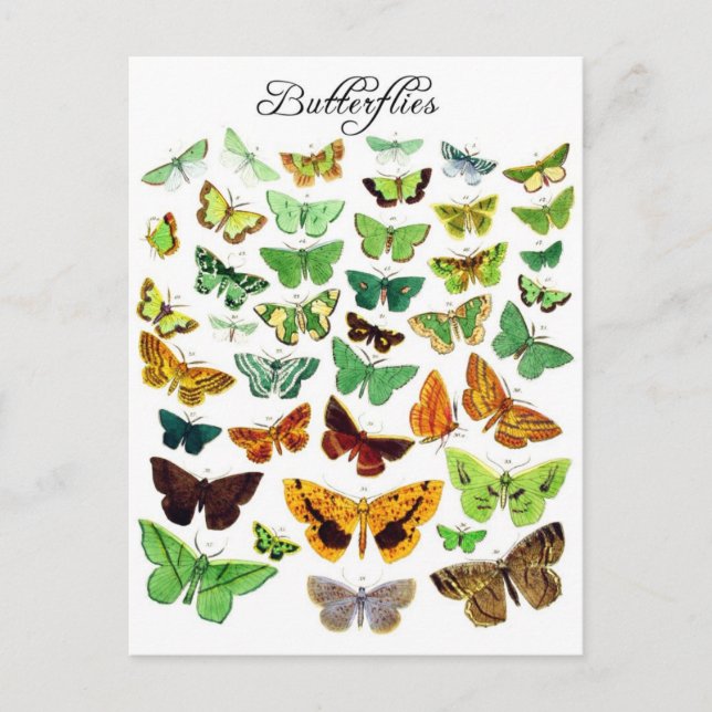 Carte Postale Collection de papillons verts (Devant)