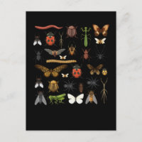 Collection d'insectes Nature Vol Papillon Moths
