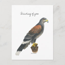 Carte Postale Collection Falcon  Post Card