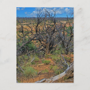 Carte Postale Collection "Parc national Mesa Verde"