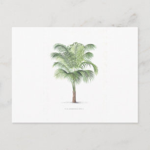 Carte Postale Collection Tropical Palm - image 1
