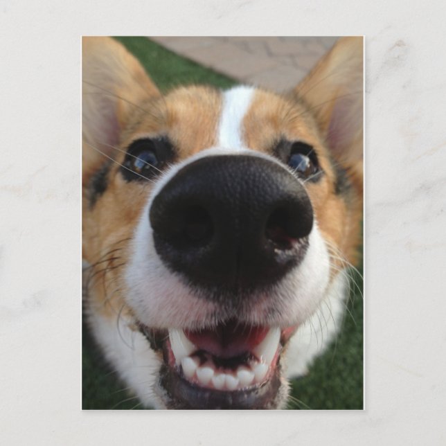 Carte Postale Collection Welsh Corgi Chien Nose (Devant)