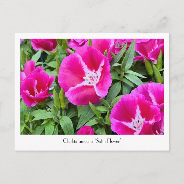 Carte postale Collective Satin ou Godet (Devant)