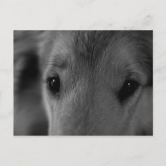 Carte Postale Colley