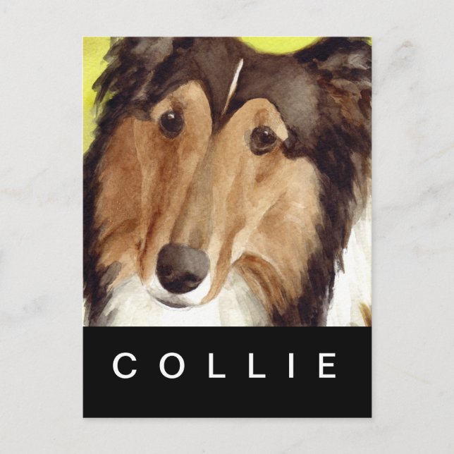Carte Postale Collie (Devant)