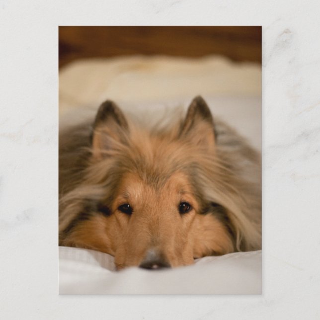 Carte postale Collie (Devant)