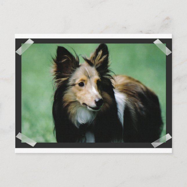 Carte Postale collie-16 (Devant)