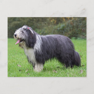 Carte Postale collie barbu