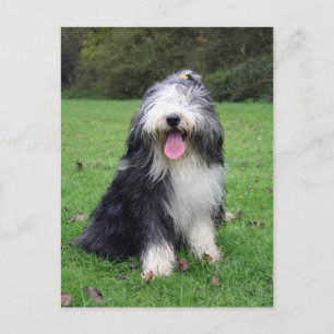 Carte Postale collie barbu